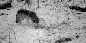 Credit: Erik R Olson and Richard C Olson, Gray wolf, Canis lupus, visiting a gut pile left by a white-tailed deer (Odocoileus virginianus) hunter in northern Wisconsin.