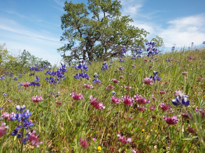 Annual wildflowers (with a valley oak in the background) also from the Bay Area, taken by Joan Dudley in 2013