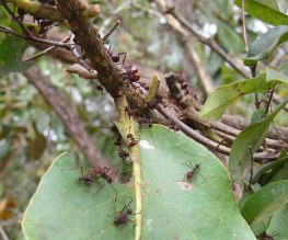 Leaf-cutter ant and savanna plant recruitment, Alan N. Costa et al http://dx.doi.org/10.1111/1365-2745.12656