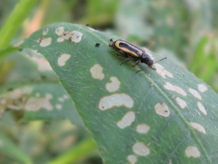 Host plant aligatorweed and adult flea beetle2