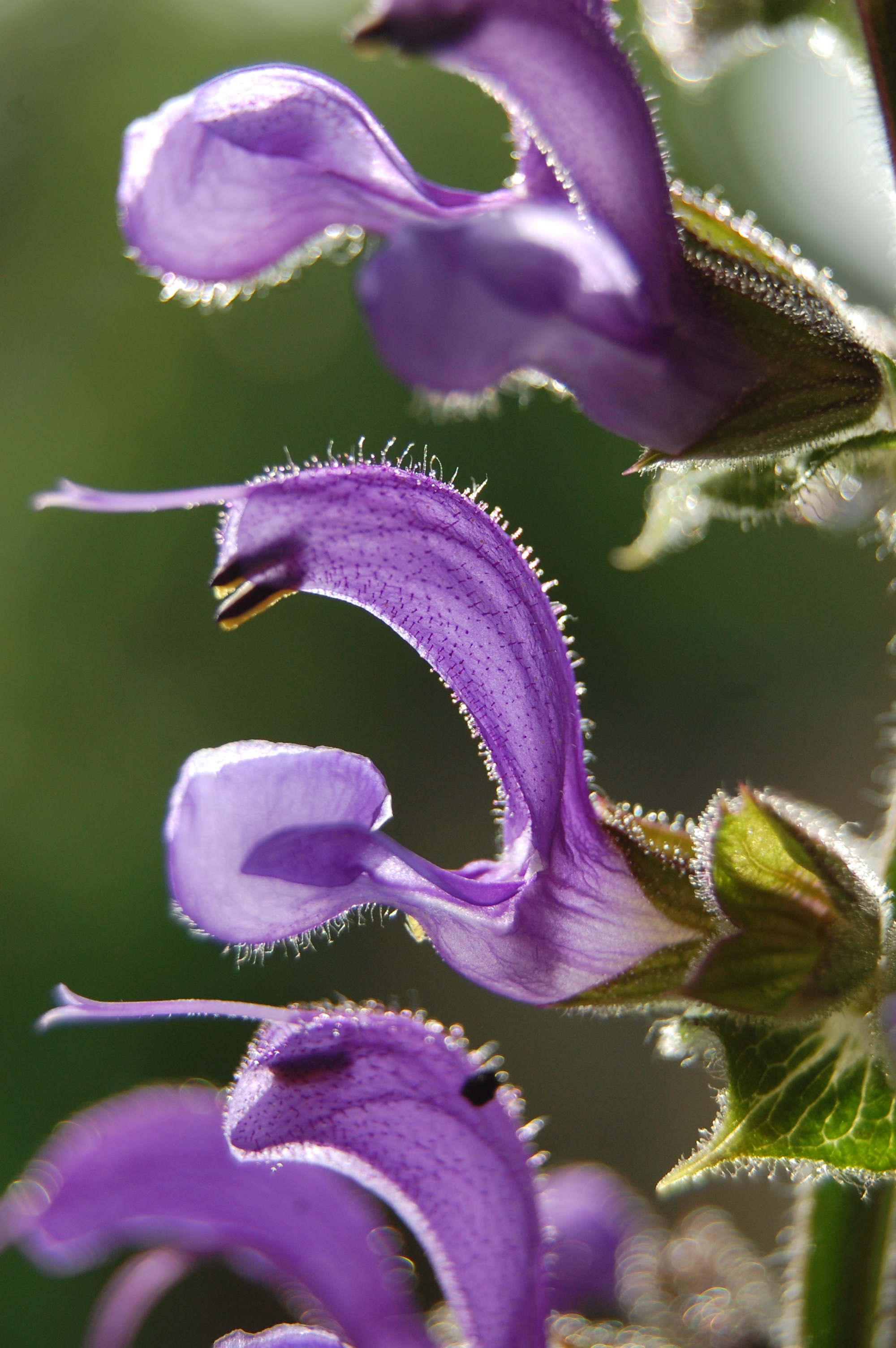 Salvia pratensis (credit: Tim Rich)