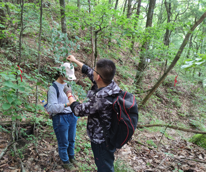 Lishunan Yang et Jing Qiu ramassent des feuilles dans la zone d'étude. 